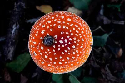 Rond op rood rond, de foto