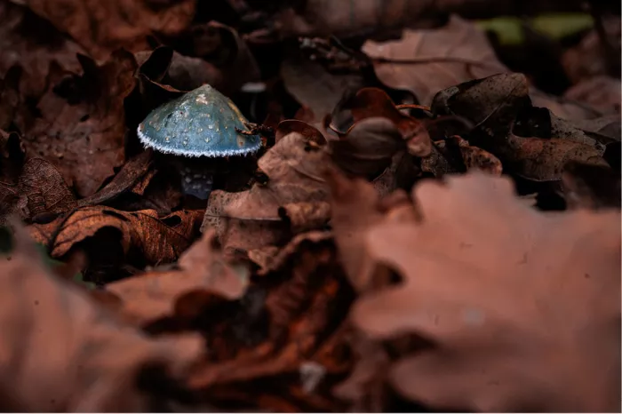 Blauwgroene paddenstoel tussen bruine eikenbladeren