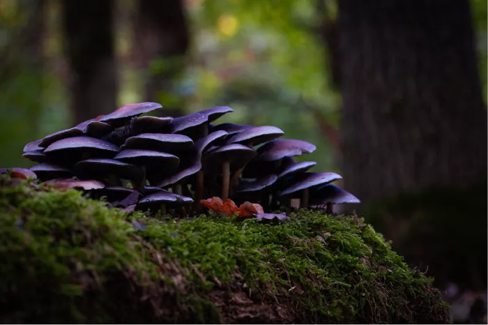 Tros paarse oesterzwammen op een bemoste stam in het bos