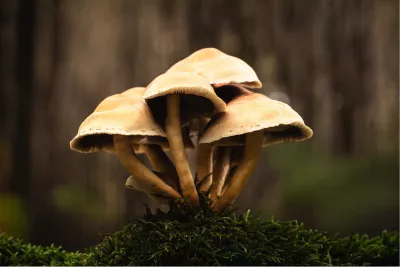 Zwavelkoppen 2, de foto