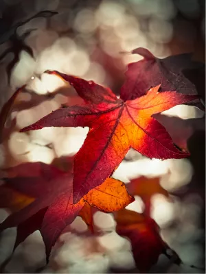 Vlam in de Herfst 1, de foto