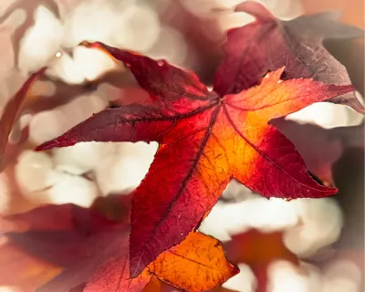 Vlam in de Herfst 2, de foto