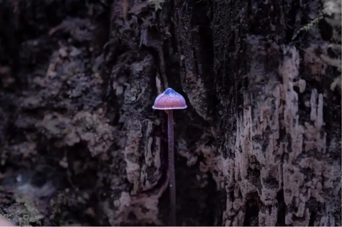 De paddenstoelen op de afbeelding zijn waarschijnlijk van het geslacht Mycena, ook wel bekend als "mycena's" of "mutsjeszwammen". Dit geslacht omvat een groot aantal kleine, saprofyte paddenstoelen die vaak in clusters op rottend hout groeien. 