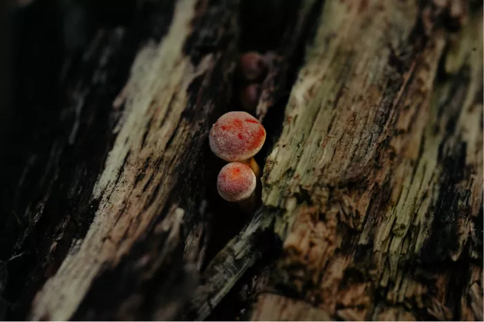 Twee roze bolletjes van een slijmzwam in een spleet van rottend hout