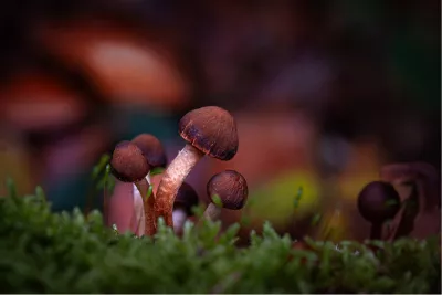 Opkomst uit het Mos, de foto