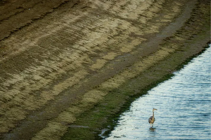 Blauwe reiger in ondiep water aan een schuin aflopende oever met strepen van slib en groene algen