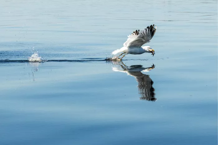 Meeuw met gespreide vleugels scheert over blauw water met een vis in de snavel en een spiegeling eronder