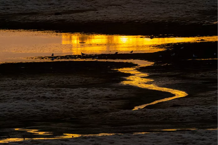 Kronkelende geul en plas die goudoranje oplichten in de ochtendzon tussen donker slib, met kleine vogels