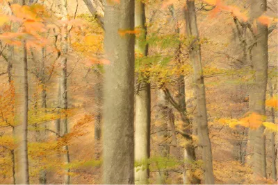 Abstract bos, de foto