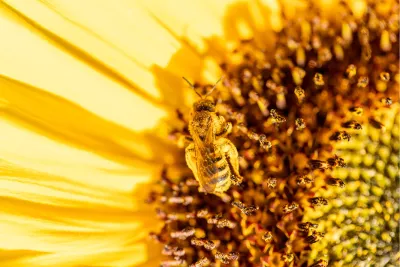 Bij op zonnebloem, de foto
