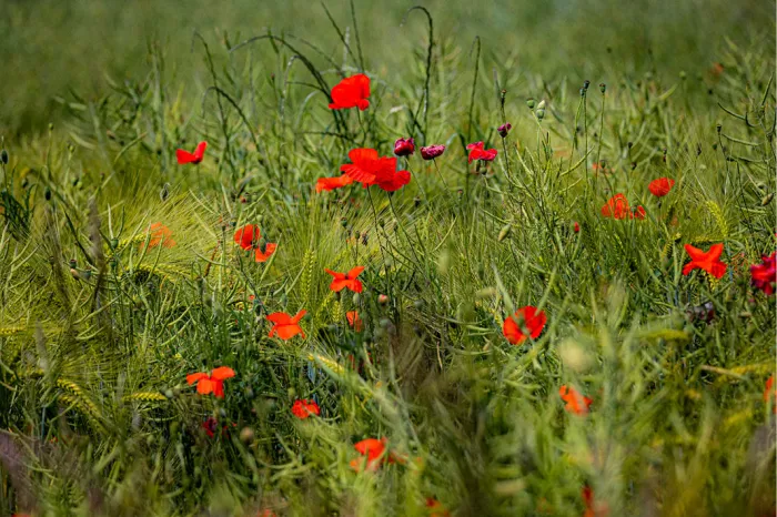 Felrode klaprozen verspreid tussen groen graan en grassprieten in een veld