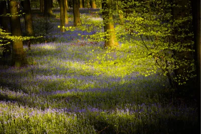 Hallerbos, de foto
