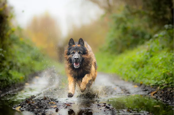 Duitse herder rent over een modderig bospad en laat water en slijk opspatten