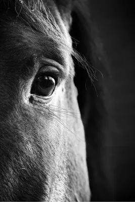 Half portret van paardenhoofd, de foto
