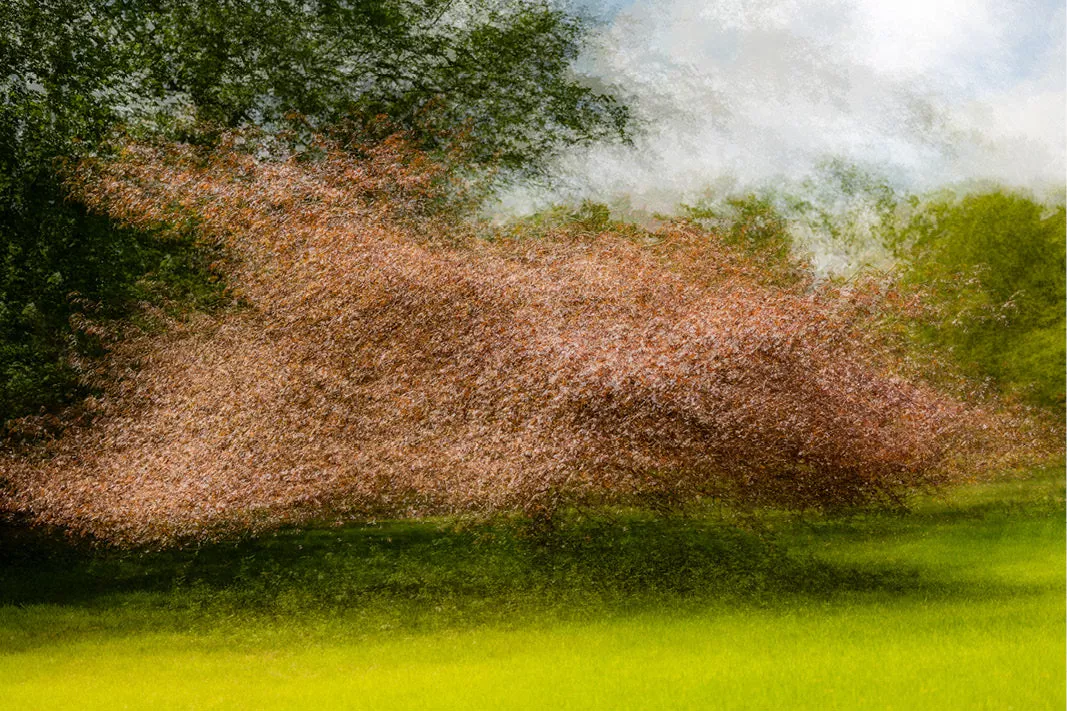 Boom met roodbruine kruin op een geel-groen grasveld, wazig en schilderachtig vastgelegd