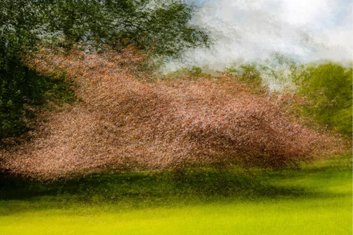 Boom met roodbruine kruin op een geel-groen grasveld, wazig en schilderachtig vastgelegd