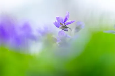 Groen en paars, de foto