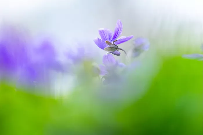 Paars maarts viooltje scherp boven een wazige groene voorgrond en vervaagde paarse bloemen
