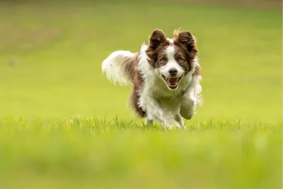 Happy border collie, de foto