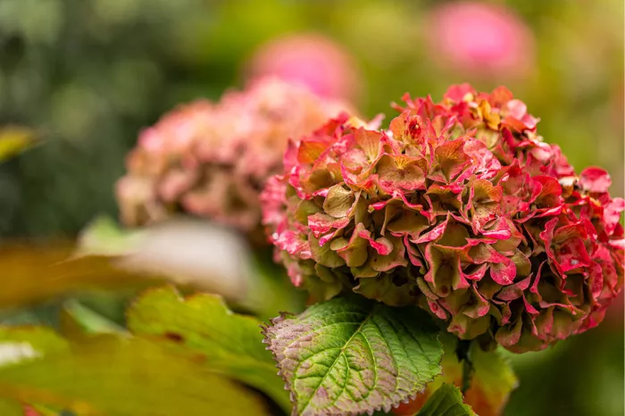 Roze en rode hortensiabloem met groene bladeren in herfstkleur, met wazige roze bloemen erachter