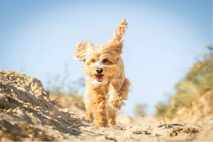 Labradoodle met krullende vacht rent door het zand van de duinen onder een blauwe lucht