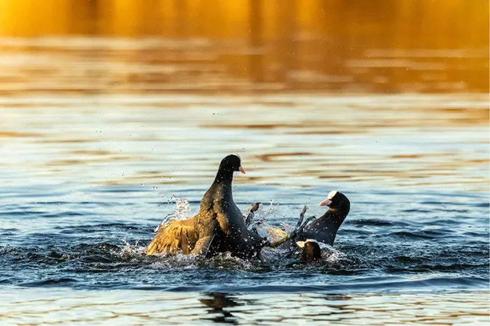 Twee meerkoeten vechten op het water met opspattende druppels en goudgele spiegelingen