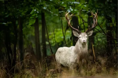Koning van het bos, de foto