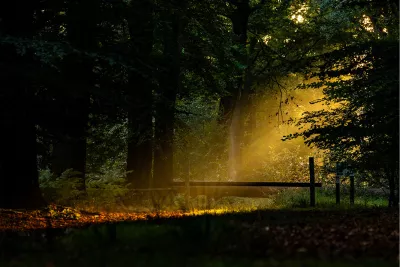 Zon priemt door het bos, de foto