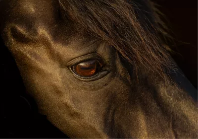 Paarden portret, de foto