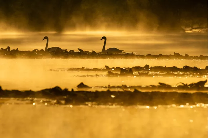 Twee zwanen als silhouet in gouden ochtendmist op een vijver, met rijen watervogels