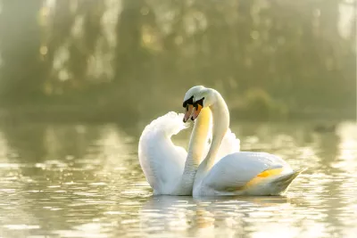 Verliefde zwanen, de foto