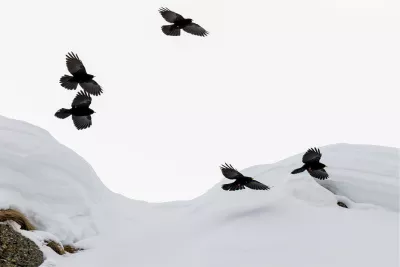 Alpenkraaien, de foto