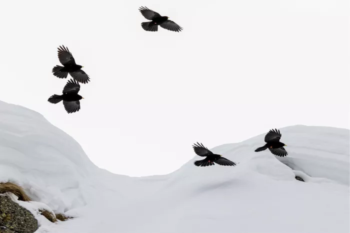 Vijf zwarte alpenkraaien vliegen boven een golvende besneeuwde helling tegen een witte lucht