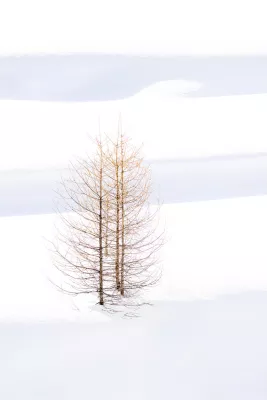 Boompje in de sneeuw, de foto