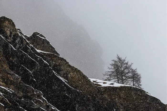 Donkere rotsige bergkam met sneeuwlijntjes en een naaldboom, met bergen in de mist van vallende sneeuw