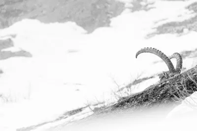 Ibex hoorns, de foto
