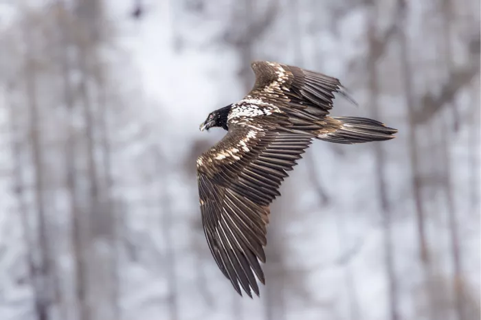 Jonge lammergier in vlucht met gespreide bruine vleugels voor wazige besneeuwde bomen