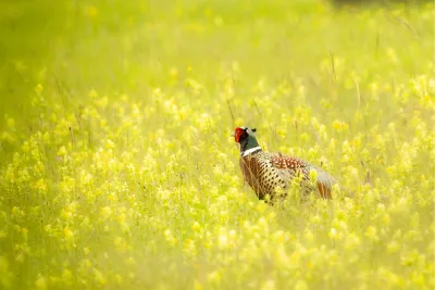 Fazant in de bloemenweide, de foto