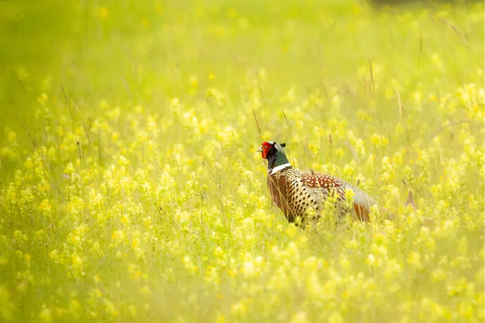 Fazant met rood kopmasker en witte kraag in een veld met gele bloemen