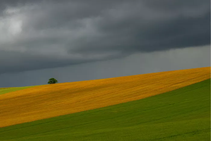 Dreigende onweerswolken hangen boven glooiende akkers met goudgeel graan en fris groen gras, met een eenzame boom op de heuvelrand.