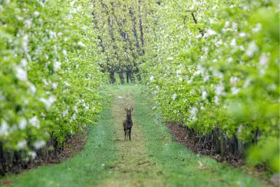 Ree in de boomgaard, de foto