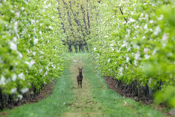 Ree op een grasspoor tussen rijen bloeiende fruitbomen met witte bloesem