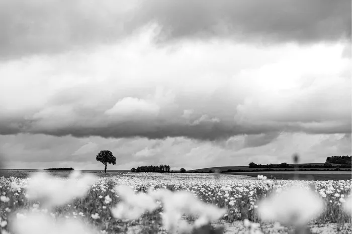 Wazige witte veldbloemen op de voorgrond leiden de blik naar een eenzame boom en een rij bomen onder een dreigende wolkenlucht, in zwart-wit.