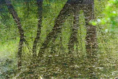 Boomstammen in het water, de foto