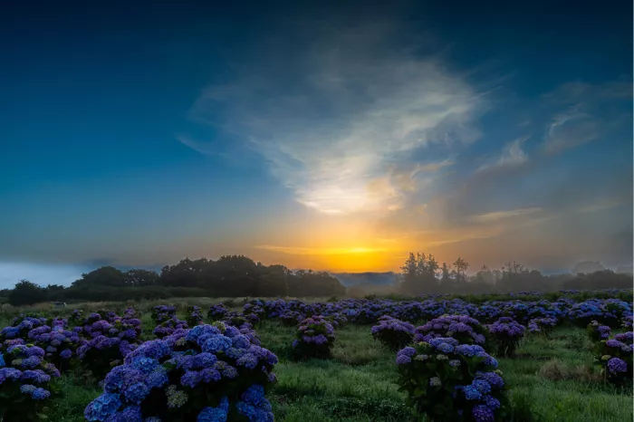 Blauwpaarse hortensia's vullen een veld onder een kleurrijke lucht, met een gloeiend licht dat door nevel en wolken breekt aan de horizon.