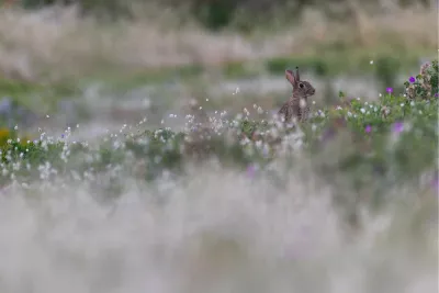 Schuw konijn tussen bloemen, de foto