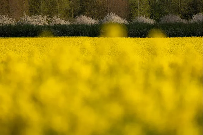 Geel koolzaadveld met wazige voorgrond en een bloeiende haag met witte bloesem