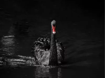 Black swan, de foto