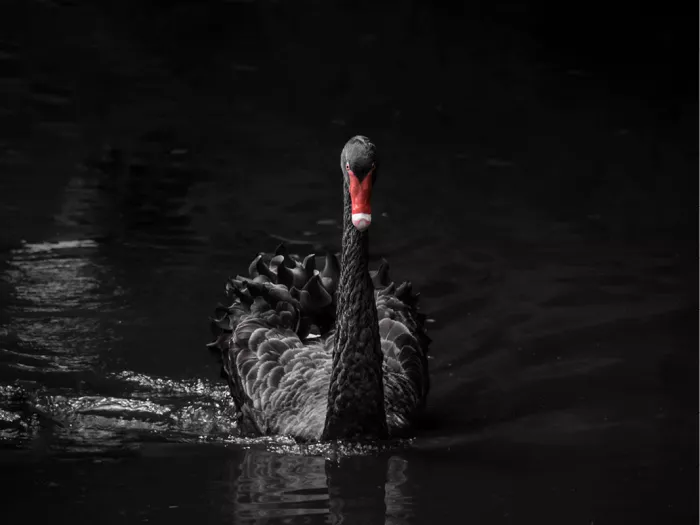 Een krachtig en artistiek beeld van een zwarte zwaan die statig door het donkere water glijdt. Het diepe zwart van de veren vormt een prachtig, dramatisch contrast met de felrode snavel. Een stijlvol en mysterieus kunstwerk dat rust en tijdloze elegantie brengt in elk modern interieur.