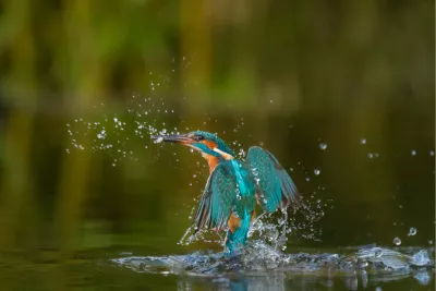 IJsvogel in plonslanding, de foto